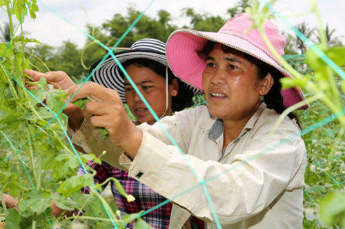 “Đòn bẩy” thoát nghèo của đồng bào Khmer ở Trà Vinh