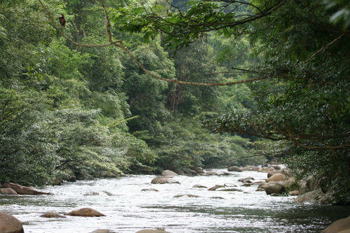 Dự án đường giao thông Ba Chẽ - Hạ Long: Nguy cơ mất hàng chục hécta rừng và ô nhiễm nguồn nước sinh hoạt