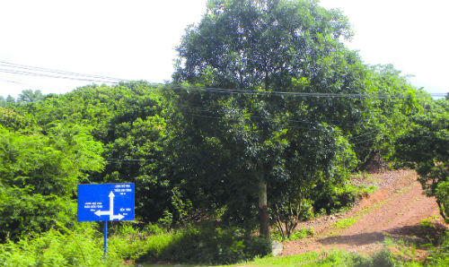 Tìm về quê cũ nhà Trần