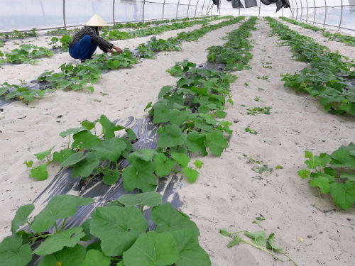 Nông nghiệp công nghệ cao ở Quảng Bình: Tín hiệu vui từ mô hình điểm ở huyện Lệ Thủy