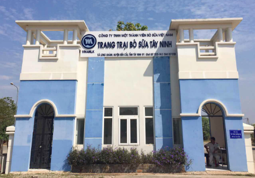 Vinamilk đón hơn 2.000 con bò sữa cao sản nhập từ Mỹ 
