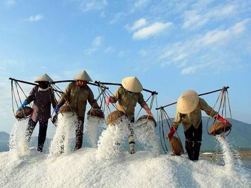 Điều “khóc”, muối “cười”  vì thời tiết diễn biến phức tạp