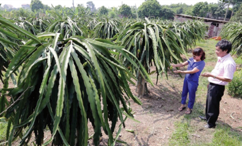 Vốn chính sách ở nông thôn Văn Lâm