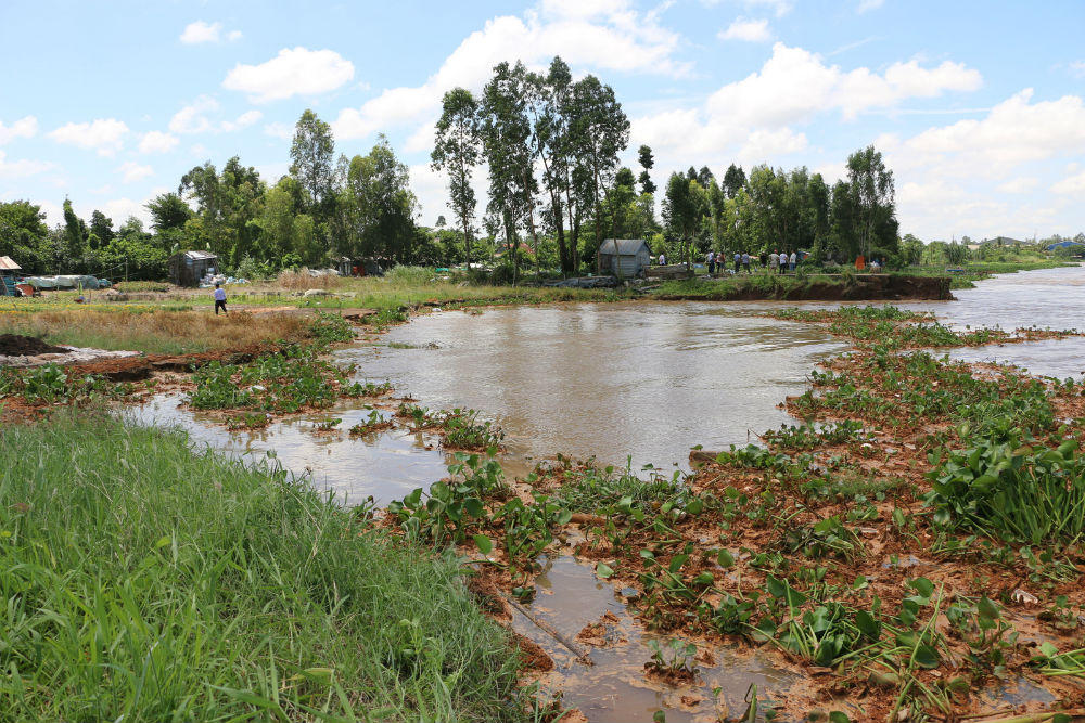 An Giang: Làng hoa An Thạnh có nguy cơ bị “xóa xổ” do sạt lở