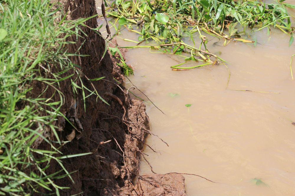An Giang: Làng hoa An Thạnh có nguy cơ bị “xóa xổ” do sạt lở