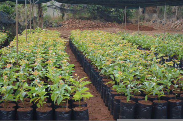 Tỷ phú vườn ươm khởi nghiệp từ bàn tay trắng