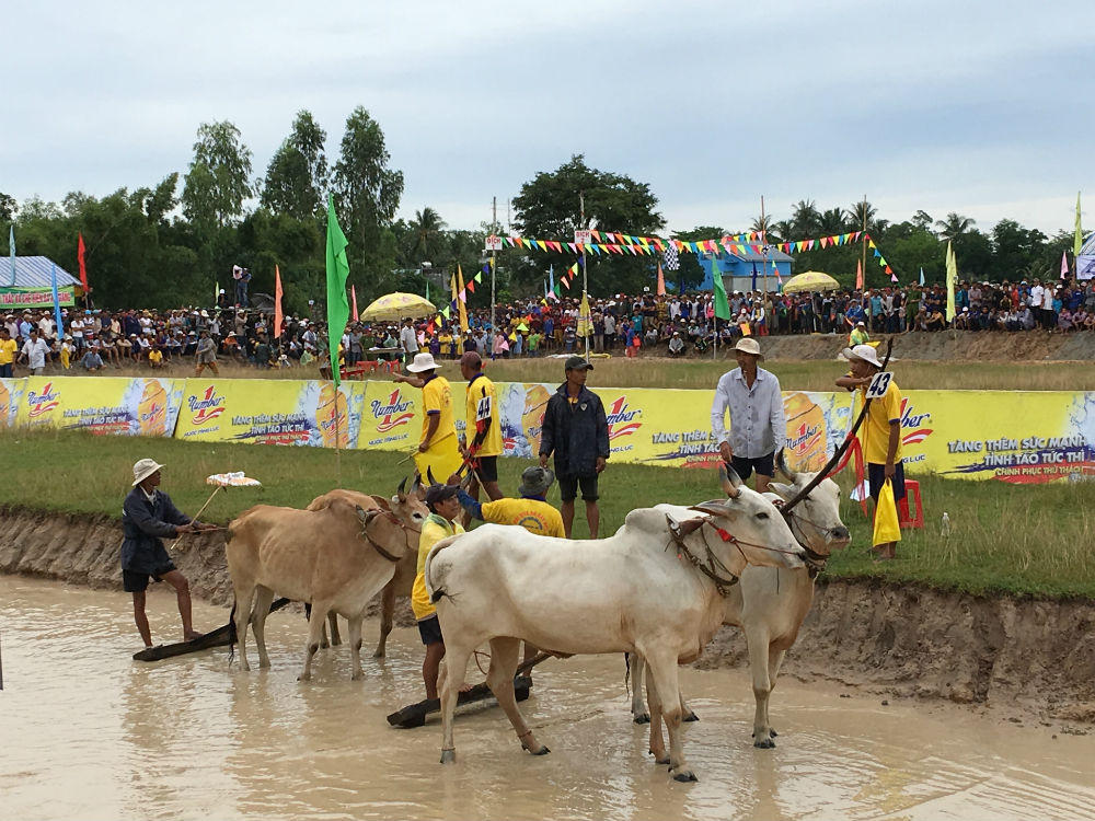 Nước tăng lực Number 1 tài trợ Hội Đua bò Bảy Núi tranh Cúp Truyền hình An Giang năm 2017