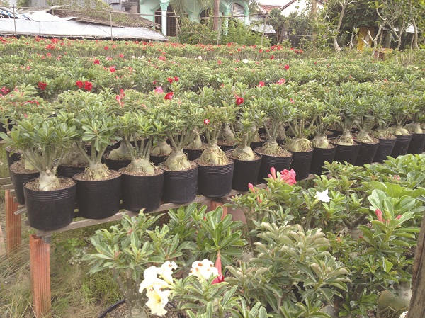 Làng hoa kiểng Sa Đéc náo nức vào xuân