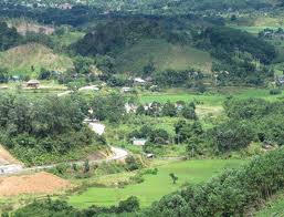 Cây đại thụ giữa bản làng A Lưới