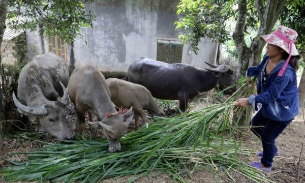 Tín dụng ưu đãi trên quê hương Tân Trào