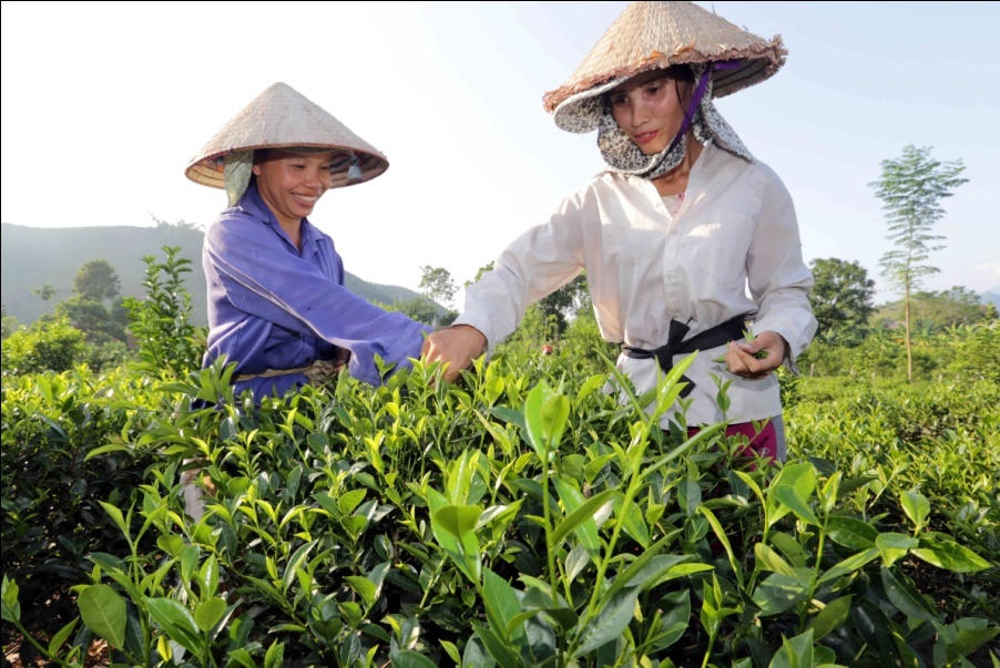 Tín dụng ưu đãi trên quê hương Tân Trào