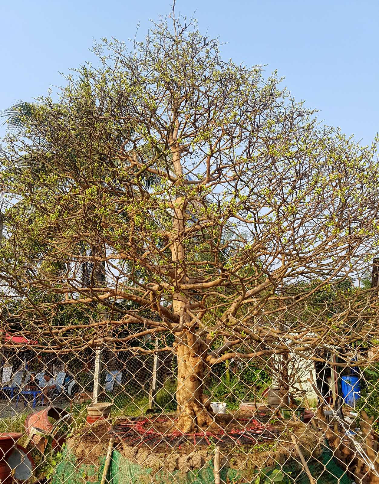 Cần Thơ: Xuất hiện cây mai “khủng” được rao bán giá 1,6 tỷ đồng