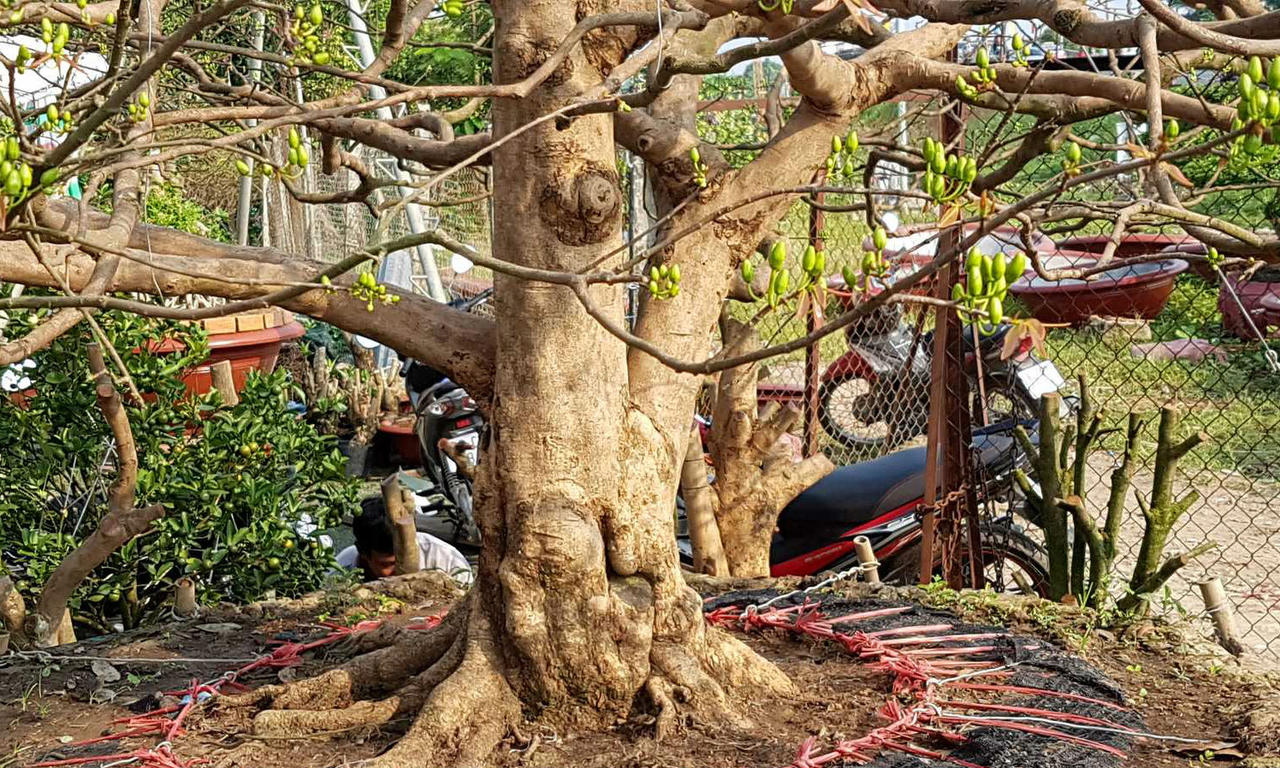 Cần Thơ: Xuất hiện cây mai “khủng” được rao bán giá 1,6 tỷ đồng