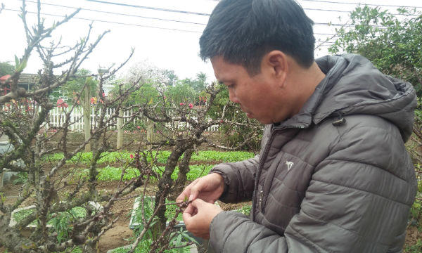 Người hồi sinh giống đào tiến vua