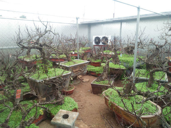 Người hồi sinh giống đào tiến vua