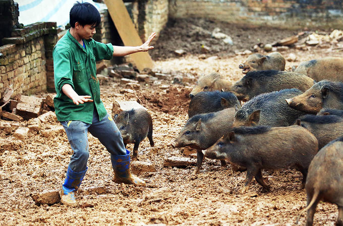 Bỏ đại học theo đuổi đam mê huấn luyện… lợn rừng