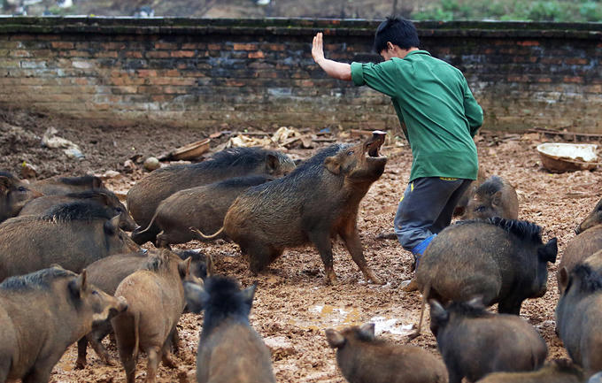 Bỏ đại học theo đuổi đam mê huấn luyện… lợn rừng