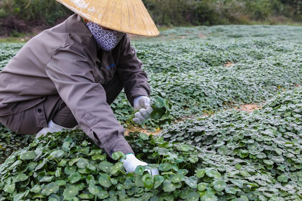 Tập đoàn TH: Những dấu mốc vượt trội năm 2017