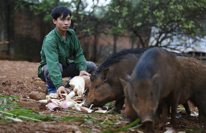 Bỏ đại học theo đuổi đam mê huấn luyện… lợn rừng