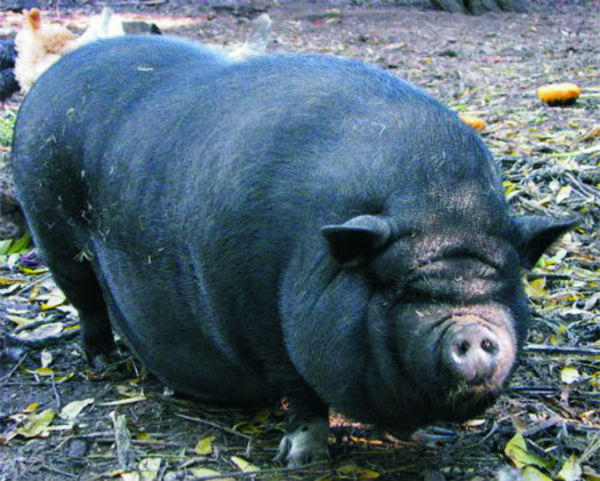 Lễ hội thi lợn độc đáo dâng Thánh ngày xuân ở miền Kinh Bắc