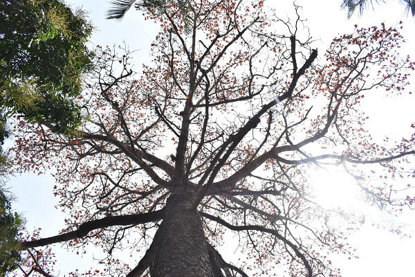 Nao lòng góc phố Hà Nội rực màu hoa gạo