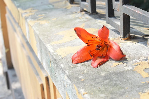 Nao lòng góc phố Hà Nội rực màu hoa gạo