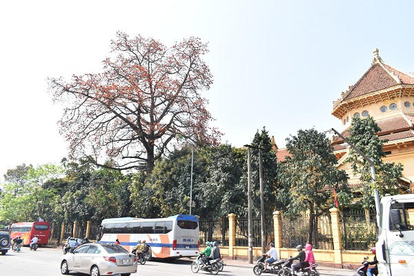 Nao lòng góc phố Hà Nội rực màu hoa gạo