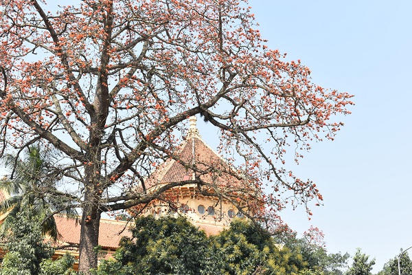 Nao lòng góc phố Hà Nội rực màu hoa gạo