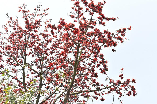 Nao lòng góc phố Hà Nội rực màu hoa gạo