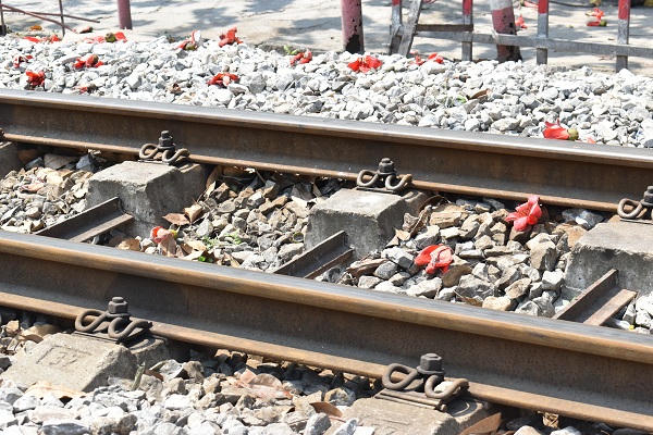 Nao lòng góc phố Hà Nội rực màu hoa gạo