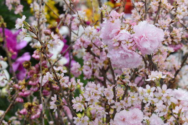 Người dân nô nức ngắm hoa anh đào giữa lòng thủ đô