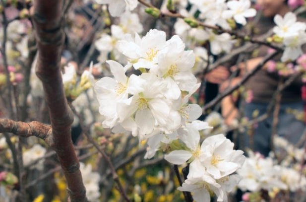 Người dân nô nức ngắm hoa anh đào giữa lòng thủ đô