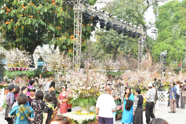 Người dân nô nức ngắm hoa anh đào giữa lòng thủ đô