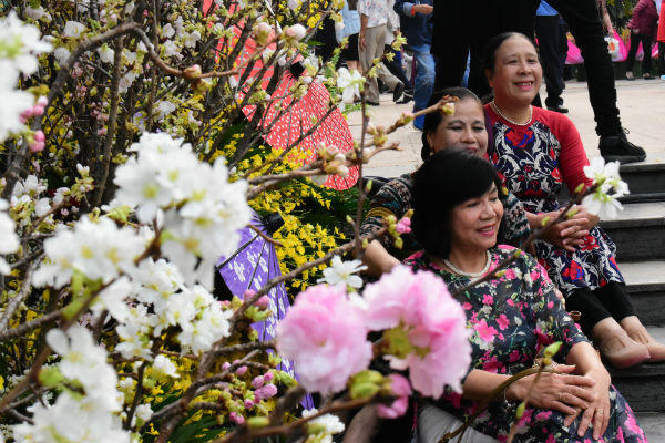 Người dân nô nức ngắm hoa anh đào giữa lòng thủ đô