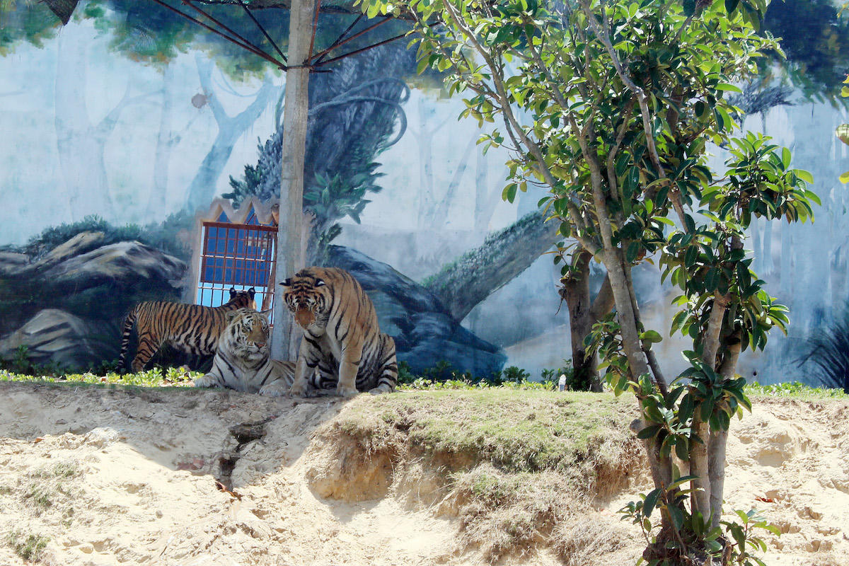 FLC Zoo Safari Park Quy Nhơn, địa điểm check in không thể bỏ lỡ mùa hè 2018