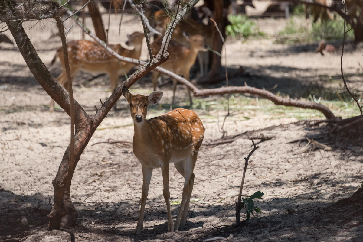 FLC Zoo Safari Park Quy Nhơn, địa điểm check in không thể bỏ lỡ mùa hè 2018