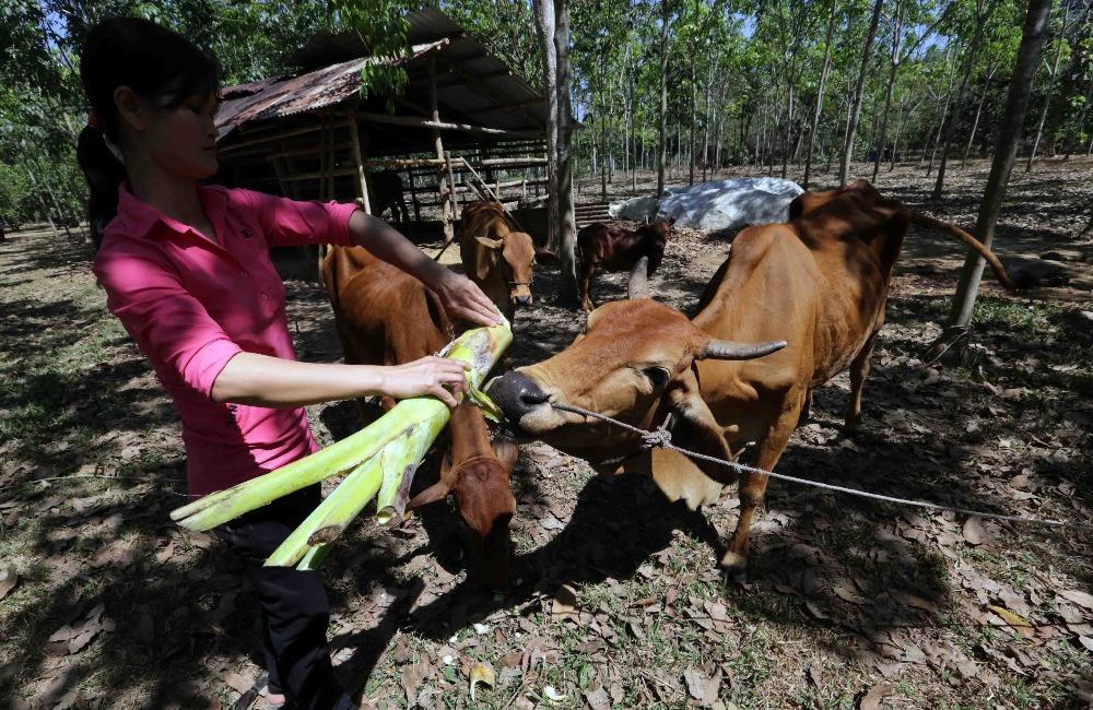 Đồng Nai: Niềm vui nhân lên từ những đồng vốn nhỏ