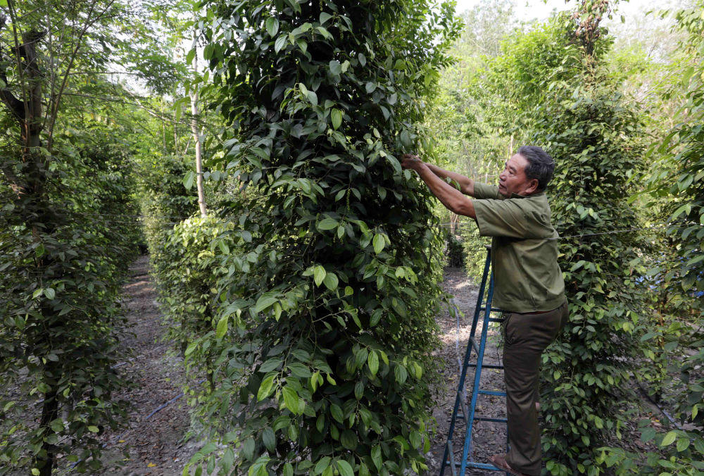 Dấu ấn tín dụng chính sách trên quê hương Bình Phước