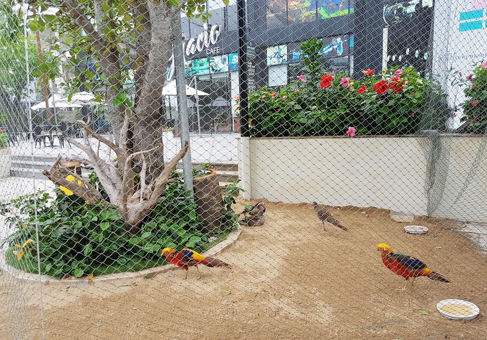 Nghỉ lễ 30/4 – 1/5, tới khám phá vườn chim nhiệt đới rực rỡ tại FLC Sầm Sơn