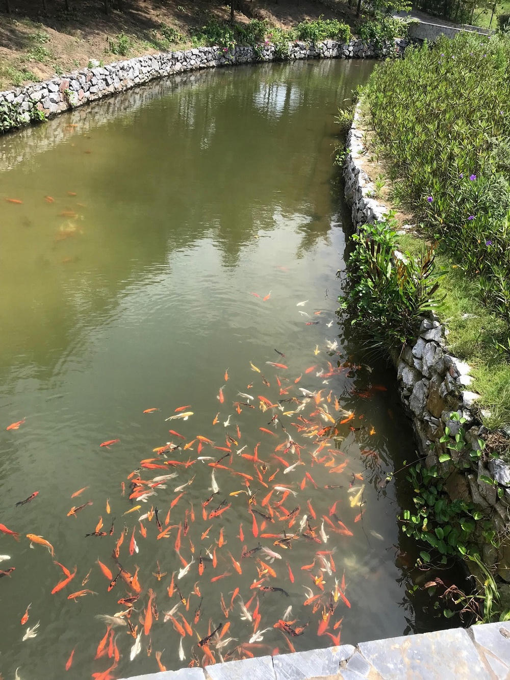 FLC Sam Son Golf Links – “Công viên xanh” khổng lồ của thành phố biển 