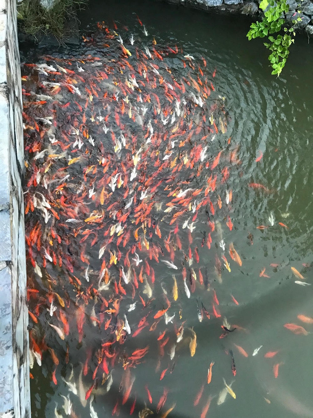 FLC Sam Son Golf Links – “Công viên xanh” khổng lồ của thành phố biển 