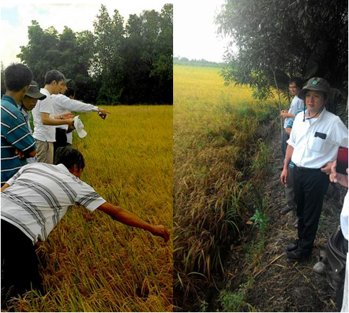 NISSAN CHEMICAL Nhật Bản và Nông dược HAI tăng cường hợp tác, mở rộng thị trường