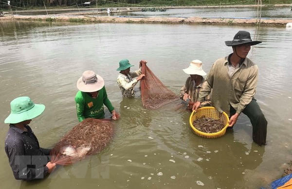 Làm gì để phát triển bền vững ngành tôm Việt Nam?