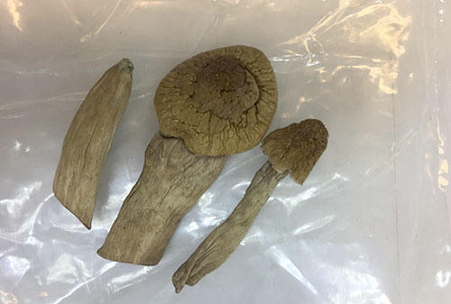 Mỗi nhánh nấm được bán với giá từ 300-500 nghìn đồng. Ảnh: Bảo Ngọc