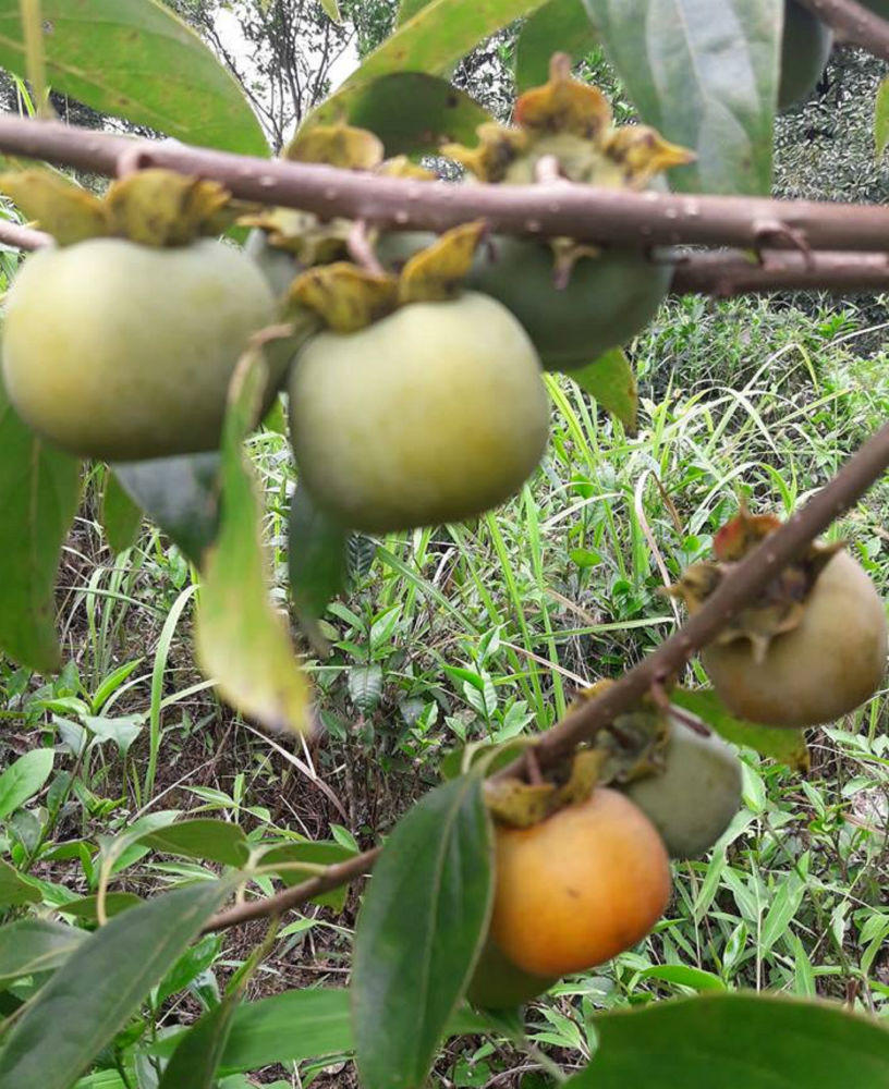 Nghệ An: Thí điểm du lịch cộng đồng tại “xứ hồng không hạt”