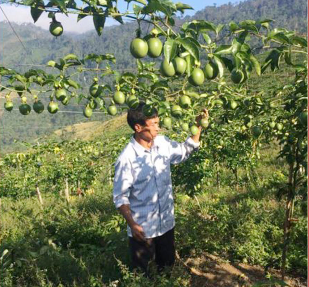 Chanh leo- “cây thoát nghèo” ở miền Tây xứ Nghệ