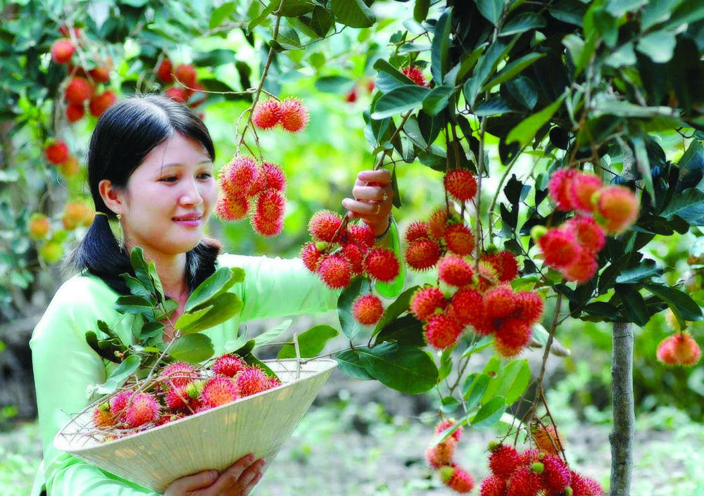 Bài học từ Đài Loan góp phần tạo “sóng du lịch nông nghiệp” tại Việt Nam