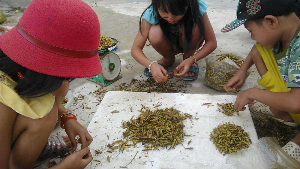 “Lộc trời” châu chấu trên đồng lúa Nghệ An