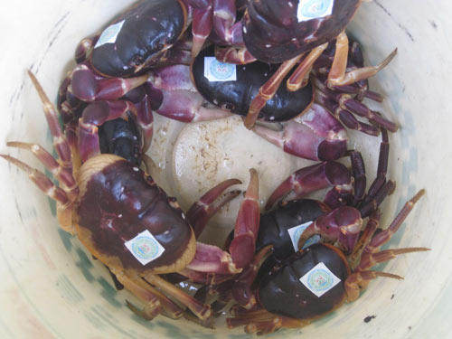 Cù Lao Chàm: Xứ sở huyết yến và đặc sản cua màu tím