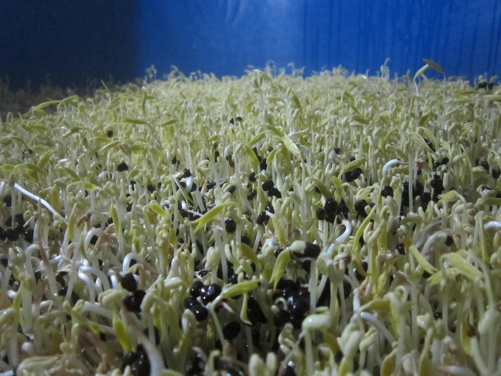 Trồng giá trong phòng lạnh thu tiền triệu mỗi ngày